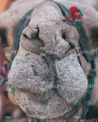 Google's free service instantly translates words, phrases, and web pages between english and over 100 other languages. A Camel Looking Straight Into Camera Photo 130 Menapix Premium Stock Photos