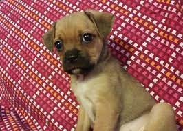 We've got the best free events calendar in huntsville al for when you're looking for something to do today or this weekend. Male Pug Puppy For Sale Chug For Sale In Huntsville Alabama Classified Americanlisted Com