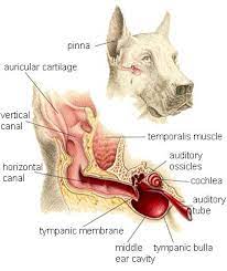 Vestibular Disease In Pets Dogs And Cats