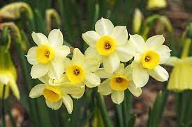 Narcissus Minnow Tazetta Daffodil
