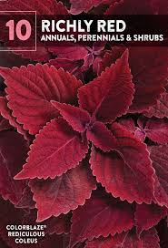10 Richly Red Annuals Perennials Shrubs Red Plants Perennial Shrubs Red Shrubs