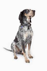 Sean linnane dawgs bluetick coonhound dog breeds redbone coonhound. Bluetick Coonhound Temperament And Puppy Info Price Breeders Etc