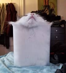 In fact, beyond the lack of health benefits contained in marshmallows, they can. 45 Hilarious Examples Of Cat Logic