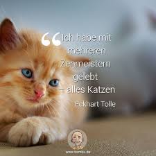 Heute ist der internationale katzentag. Gefallt 169 Mal 2 Kommentare Bambu Meditation Achtsamkeit Bambu De Auf Instagram Heute Ist Weltkatzentag Von Welt Katzen Tag Katzen Meditation