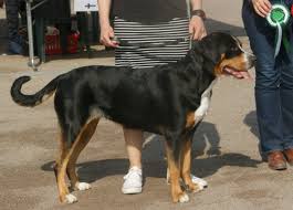 greater swiss mountain dog wikipedia