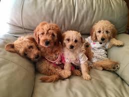 Our dogs and puppies are vet. Goldendoodle Pets Inc Home Facebook