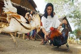 Koleksi gambar ayam sabung filipina ayam sabung filipina ini sama dengan ayam philipina biasa. Filipina Taji Ayam Aduan Menyebabkan Kematian Seorang Polisi Satu Harapan