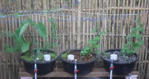 16.09.2021 · apabila kita menggunakan kolam galian baru. Foto Dan Gambar M2n Ikan Akuaponik