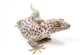The government employees insurance company is an american auto insurance company with headquarters in chevy chase, maryland. Superhero Gecko S Latest Mystery Solved Max Planck Institute For Intelligent Systems
