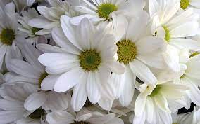 Pompon Daisies All Year Beautiful Flowers Wallpapers Daisy Flower Photos Free Flower Wallpaper