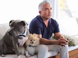 Cesar Millan Denies His Pit Bull Attacked a Gymnast, Killed Queen Latifah's  Dog