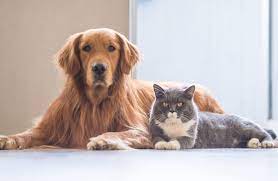 Popular california pet pharmacy coupons. Walmart Now Delivers Pet Meds Straight To Your Doggie Door And More Paw Sitive News