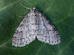 Image result for Trichopteryx