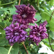 Image result for Clematis pulchra