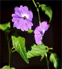 Image result for Browallia americana