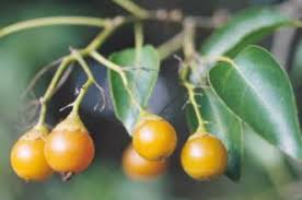 Image result for Cordia africana