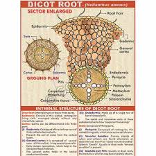 Image Result For Dicot Root Diagram With Colour Root Diagram Root Plant Tissue