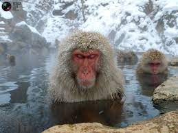 Snow Monkeys Japanese Macaque Snow Monkey Macaque