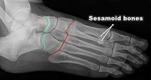 Pin On Asr Basic Anatomy Physiology