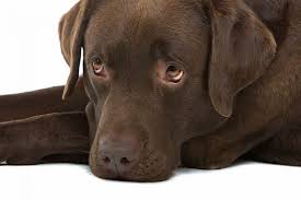 My chocolate lab had her feelings hurt when she realized i was just taking a picture of my ice cream. If You Want A Chocolate Lab This Is What You Need To Know K9 Web