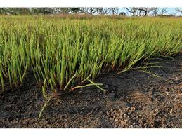 Image result for Salicornia pachystachya