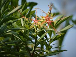 Image result for Strophanthus speciosus