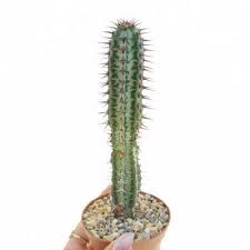 Image result for Euphorbia confinalis