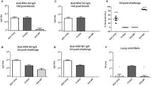 Respiratory syncytial virus (rsv), also called human respiratory syncytial virus (hrsv) and human orthopneumovirus, is a very common, contagious virus that causes infections of the respiratory tract. Frontiers Determining Immune And Mirna Biomarkers Related To Respiratory Syncytial Virus Rsv Vaccine Types Immunology