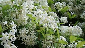We did not find results for: How To Grow Star Jasmine