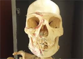 Trigeminal nerve (cn v), which provides sensory innervation to the face via its ophthalmic division (cn v1), maxillary division (cn v2) and mandibular division (cn v3) The 14 Facial Bones Anatomy Functions Video Lesson Transcript Study Com