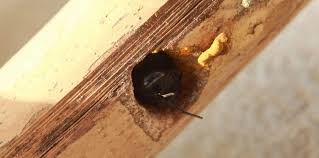 Its female counterpart is equipped with a stinger and can sting without dying. Do Carpenter Bees Sting Ehrlich Pest Control Pest Control Services Blog And Pest Control Articles
