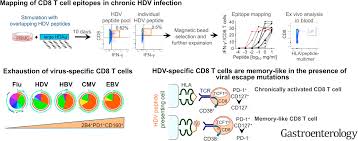 The hepatitis delta virus (hdv) is a defective hepatotropic virus that affects only patients with hepatitis b virus (hbv) infection. Hepatitis D Virus Specific Cd8 T Cells Have A Memory Like Phenotype Associated With Viral Immune Escape In Patients With Chronic Hepatitis D Virus Infection Gastroenterology