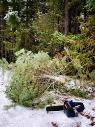Our christmas tree is dying! 7 Proven Tips And Tricks To Make A Christmas Tree Last Longer Garden Betty