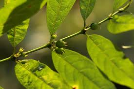 Image result for Pauridiantha