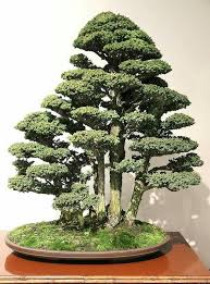 Pin Von Matthias W Auf Bonsai Nadel Bonsai Wald Pflanzen Bonsai Baum