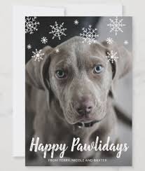It is a unique and special way to show your love and care to your loved ones, as it can be the only physical mail you send them over the year. 53 Cutest Dog Holiday Photo Cards For 2020