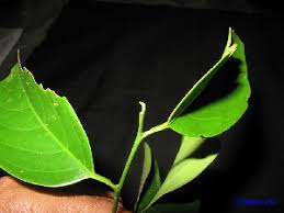 Image result for Strombosia