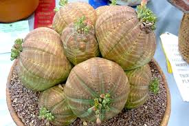 We deliver our succulent and cactus arrangements in the central san diego area. Where To Find Rare Succulents Debra Lee Baldwin