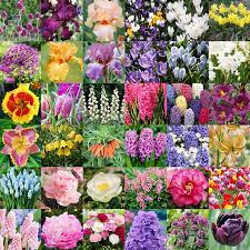 Spring planted flower bulbs such as dahlia, gladiolus, and lilies are planted in the spring and flower in the summer. Planting Flower Bulbs In Fall When To Plant Bulbs For Spring Flowers