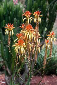 Image result for Aloe dawei