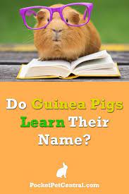 Pin On Guinea Pig Care
