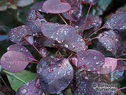 Un laurier de taille raisonnable. Cotinus Coggygria Lilla From Burncoose Nurseries