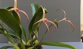 Image result for Bulbophyllum X chikukwa