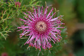 Image result for Dasylepis