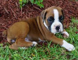 Most importantly we are boxer owners who cherish and understand the breed. Boxer Puppies For Sale In Sc Petfinder