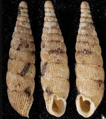 Image result for Alinula sp.