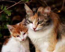 Barrier methods and spermicide begin working immediately. Cats Kittens Mar Vista Animal Medical Center