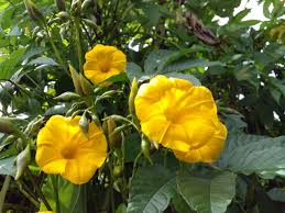 Image result for Merremia tuberosa