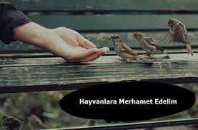 Hayvanlara Merhamet Etmeyen Insana Merhamet Etmez Hayvan Ve Cennet