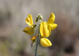 Image result for Crotalaria onobrychis